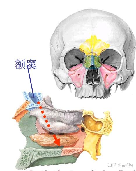 系统解剖学笔记1-颅骨 - 知乎