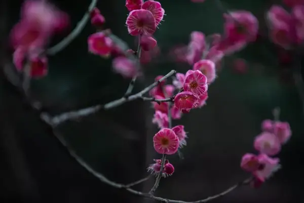 文房清供 梅花插花的艺术赏析和制作浅谈 知乎