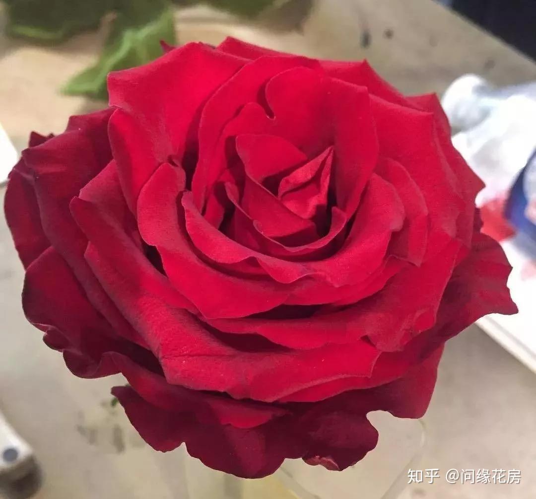 玫瑰 鲜花 红玫瑰 · Pixabay上的免费照片
