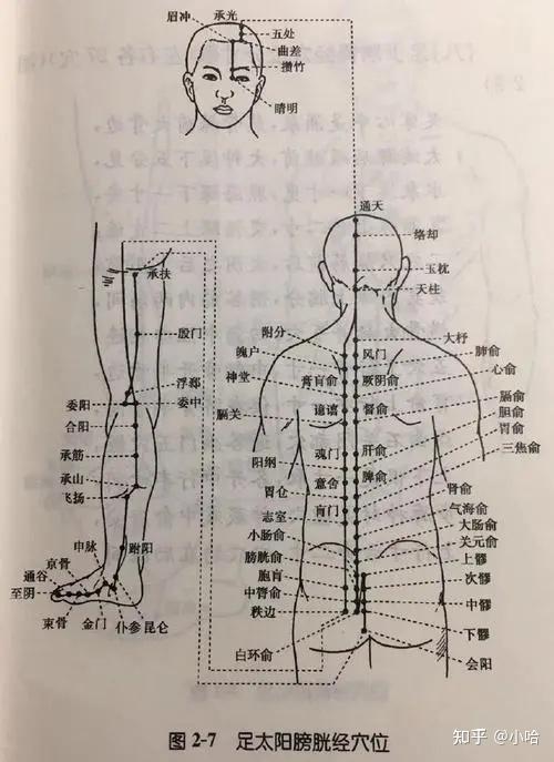 针灸穴位大全 - 知乎