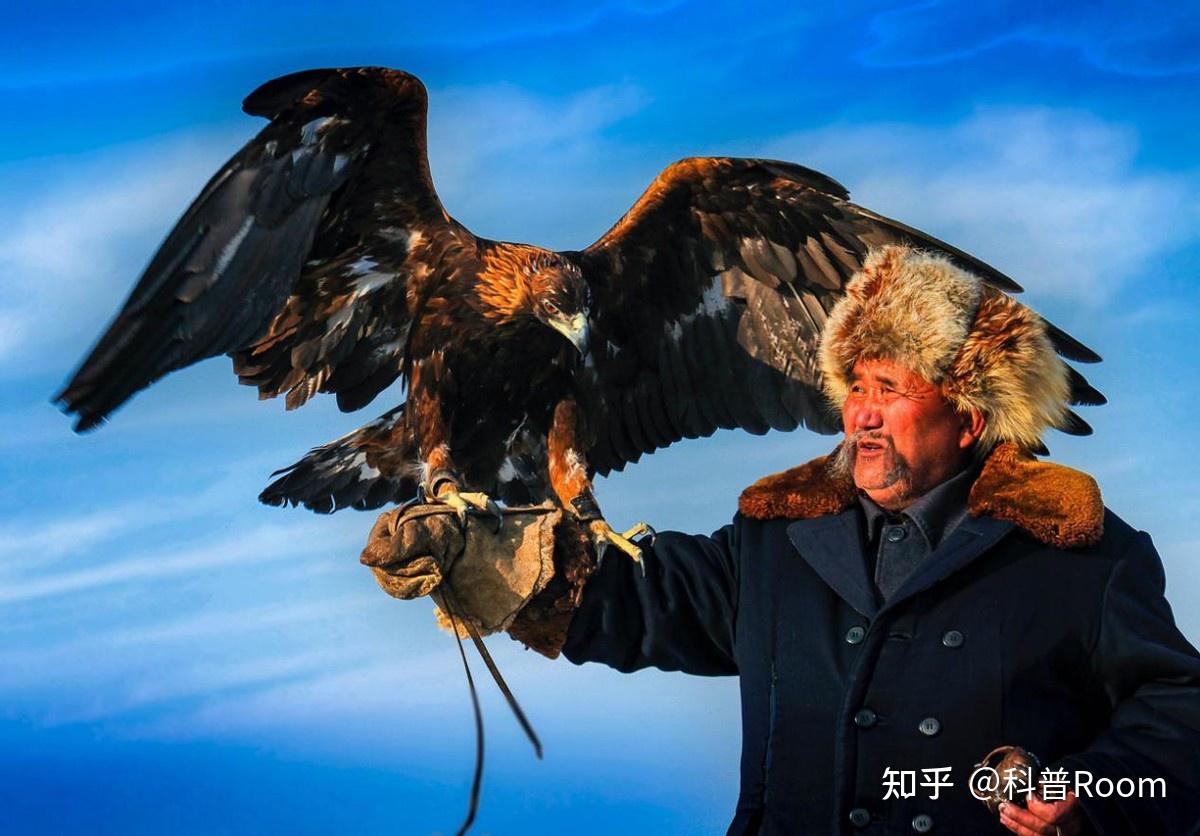 熬鹰到底有多难?七天七夜不合眼,还有人最后把自己熬死了 - 知乎