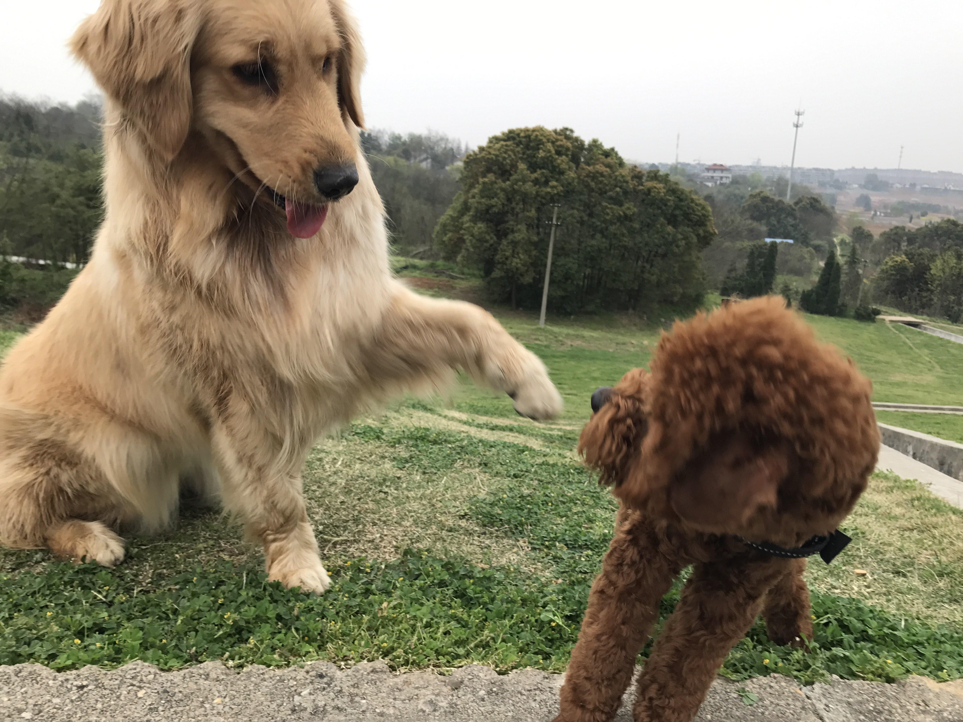 从小开始养金毛是一种什么体验一