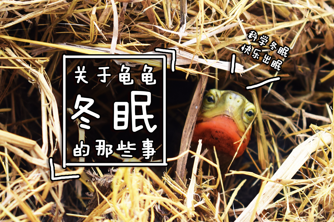 治龟居然还得玩奥利给龟的粪便装片标本制作与观察