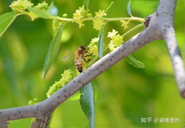 明白了蜜蜂是如何采集花蜜的 你就知道枣花蜜和百花蜜哪个好 知乎