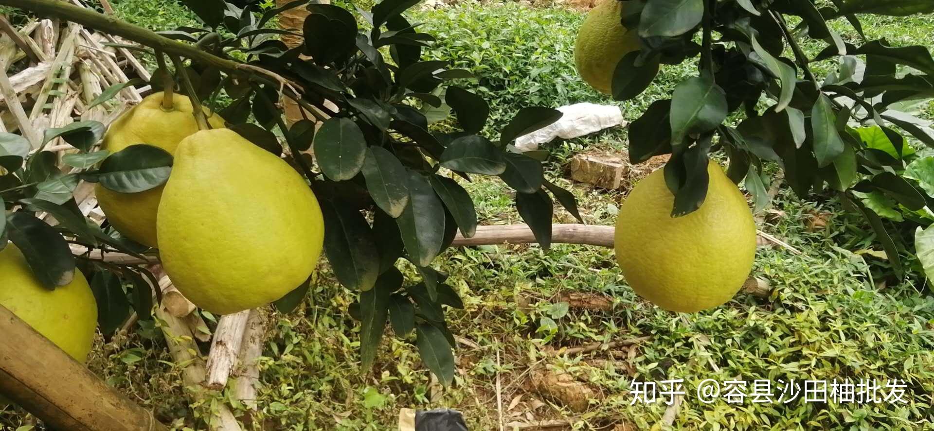 今年柚子的市场价格