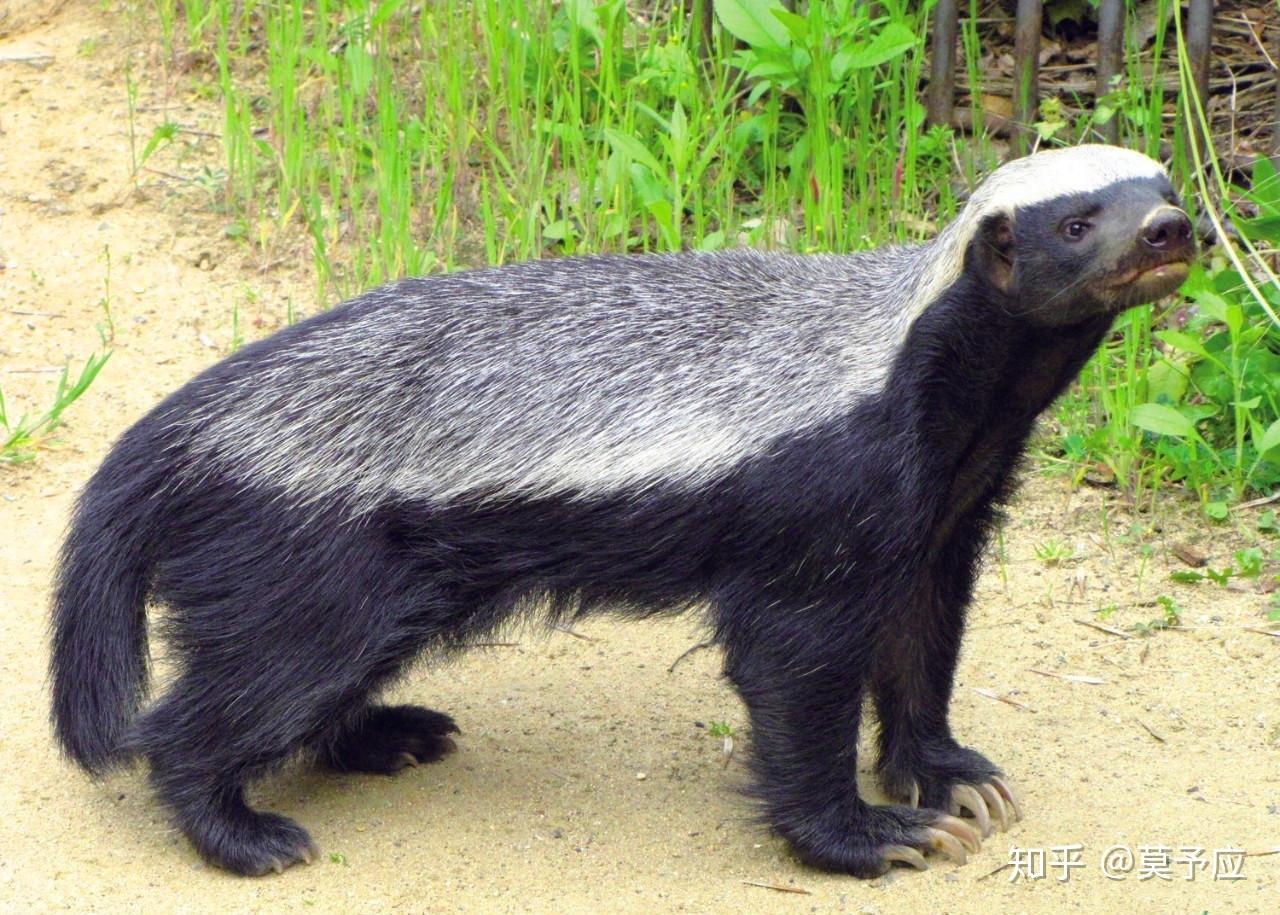 蜜獾袋獾和狼獾如果放一起打起来谁能获胜