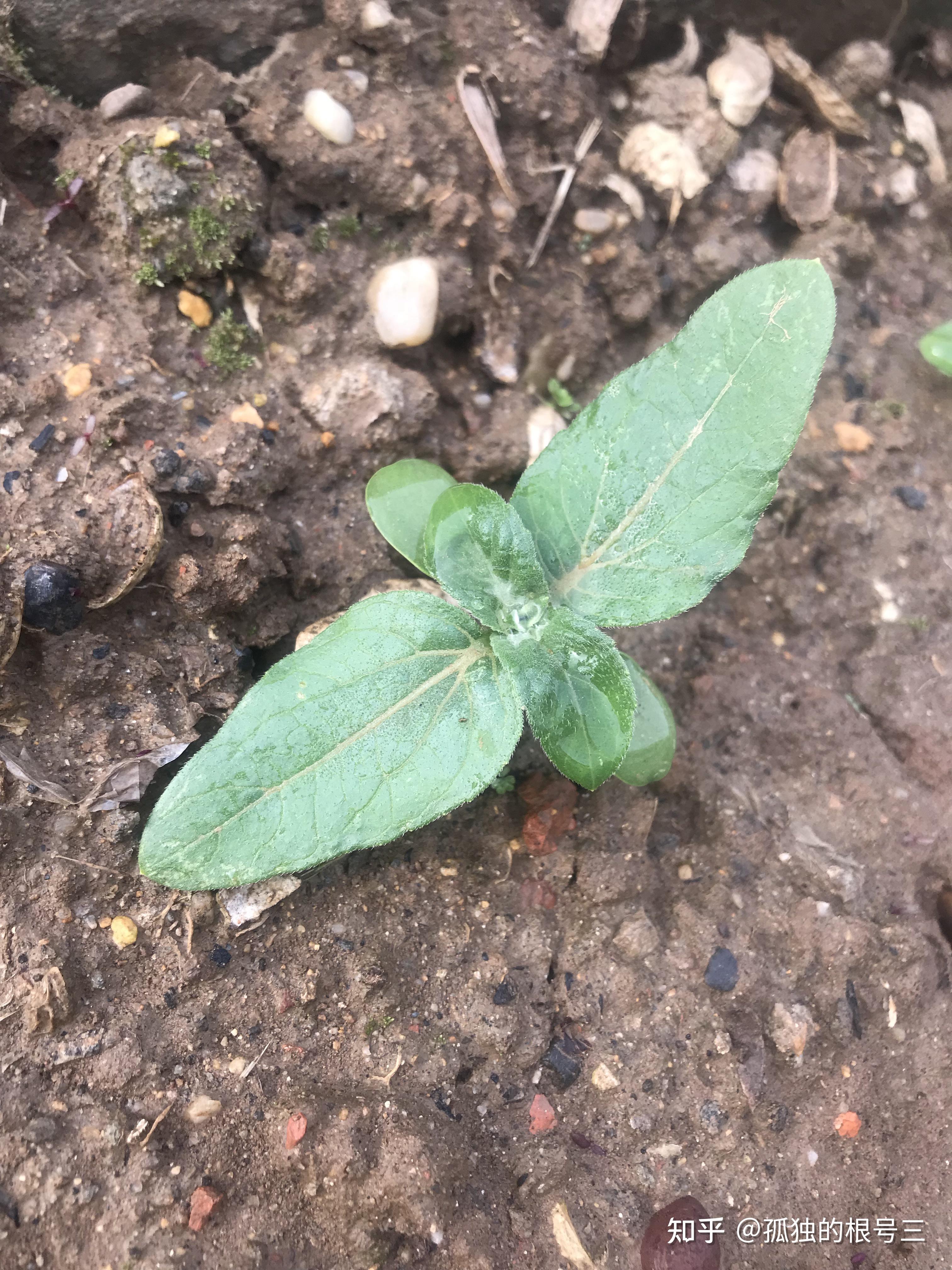 记录^矮向日葵^种植过程