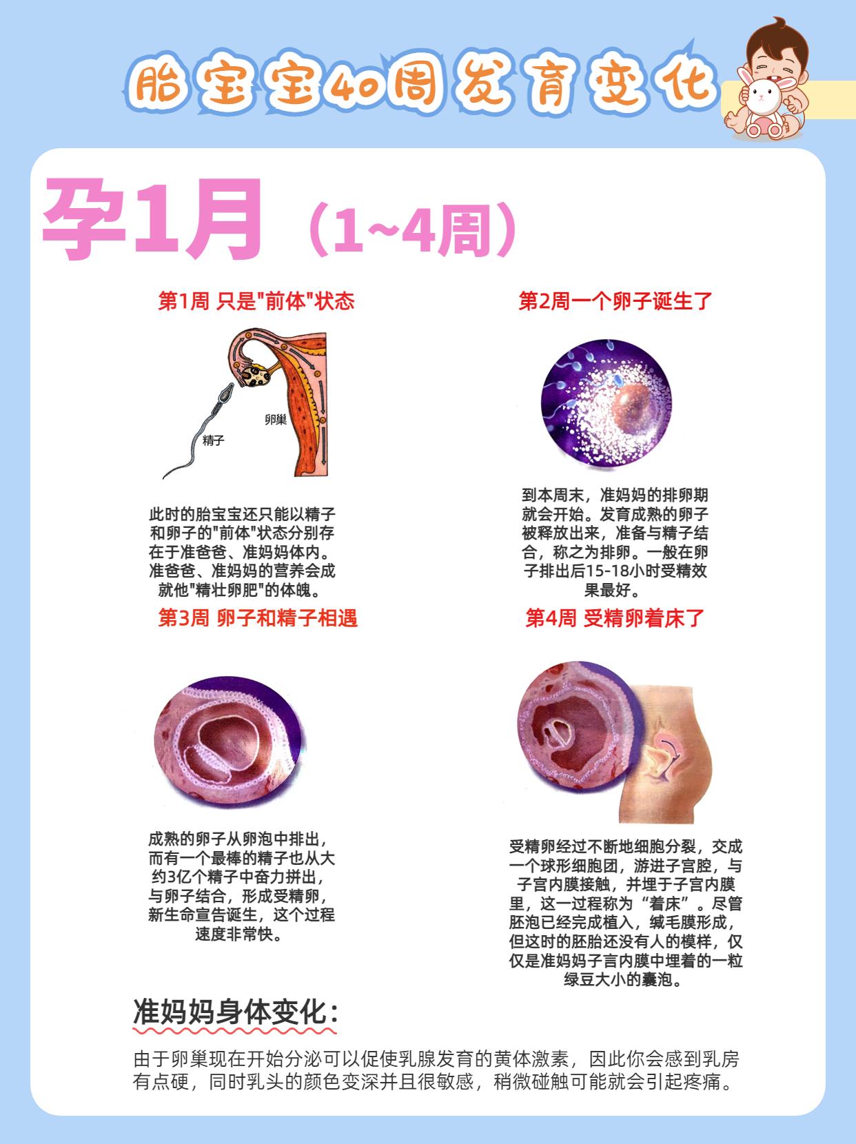 新手爸妈必看!孕期1-40周胎儿发育过程&准妈妈身体变化(多图) - 知乎
