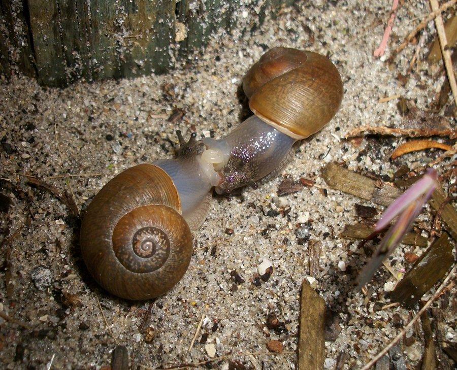 【地球演义】螺蛳壳里做道场 知乎