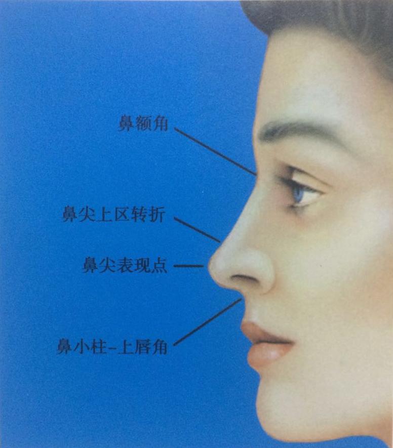 看脸时代,这回讲鼻部审美分析 - 知乎