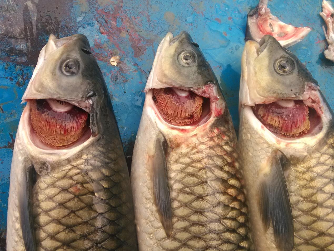 鳃部问题一个对策