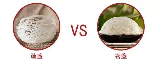 5分钟,教你如何看懂燕窝