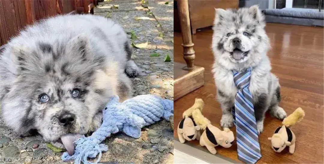 铲屎官晒出自家边牧和哈士奇的混血长相独一无二回头率爆表