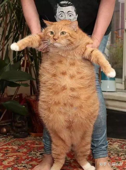 当世界名画里出现一只大胖橘猫,画面竟然古怪又和谐?
