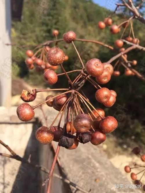 来看看我们云南的各种泡儿