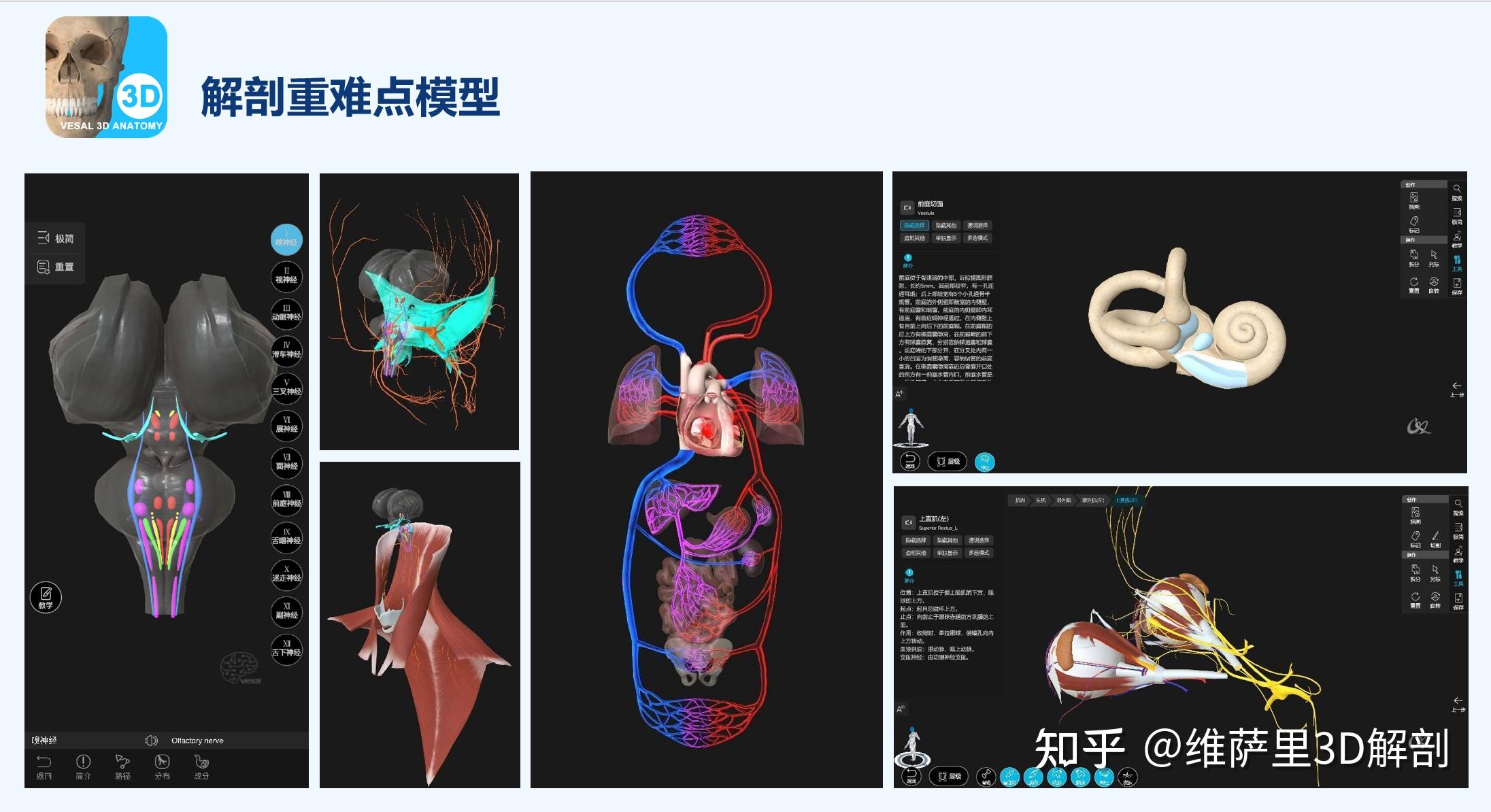 医学生3D解剖软件首选指南：维萨里3D解剖APP助力小白成为系统解剖大神 - 知乎