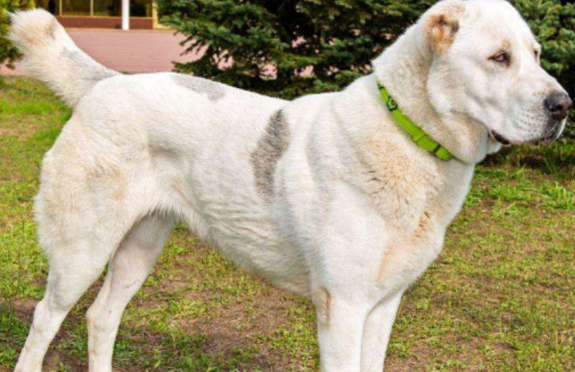 高狼犬和中亚牧羊犬的区别有哪些? - 知乎