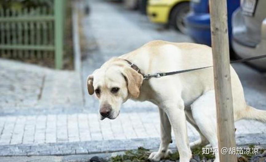 养狗日常:宠物狗狗便秘怎么办 - 知乎
