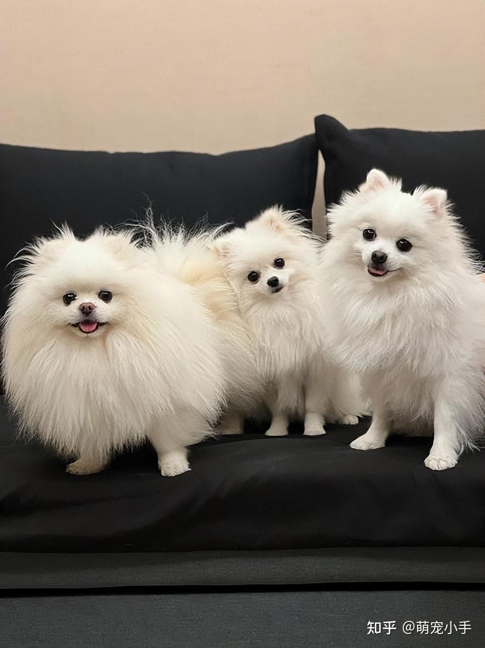 血统纯正的"博美",才有这几个特征,很多人养的是串串 - 知乎