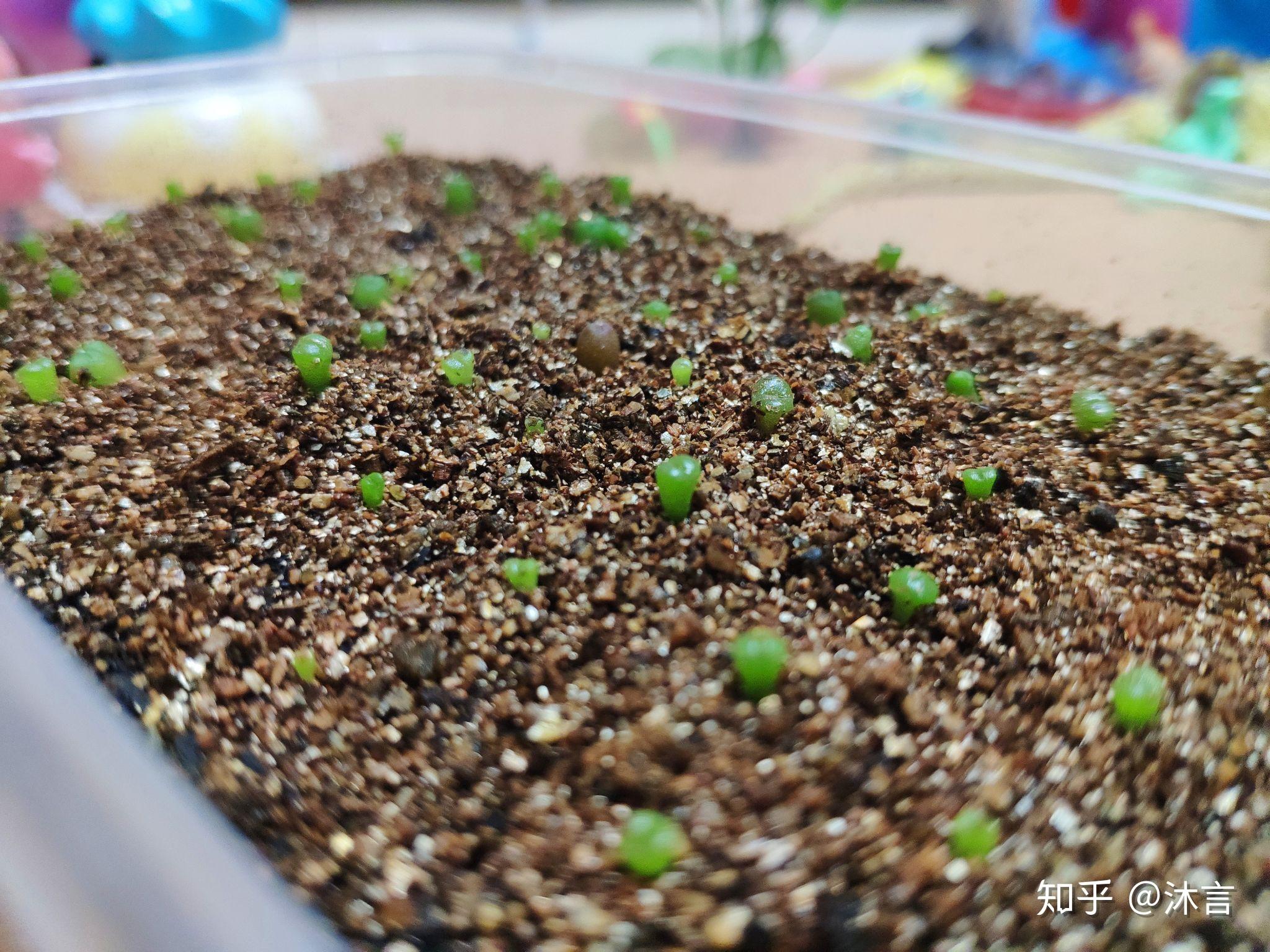 生石花播种记录记录生长过程持续更新