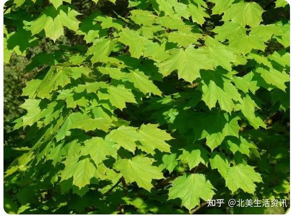 你知道吗?枫树居然有20种,分门别类了解一下! - 知乎