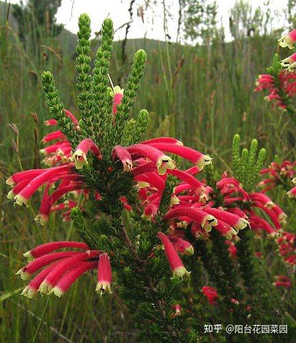 8种“昂贵花”,工薪族“舍不得”买,但是太好看,有钱要买个遍-比较贵的花材是什么花