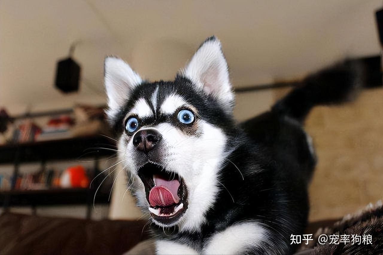 养狗人最害怕什么?肯定很怕狗狗生病.