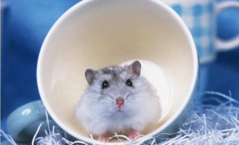 v2-87e53315d692733558ec08251df6864a_1440w.jpg?source=172ae18b