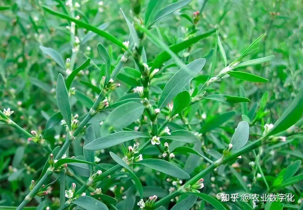 这些草竟然是可以吃的,还多达53种,都是城里人爱吃的生意经 - 知乎