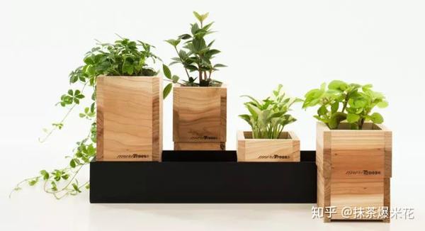 养花必看 如何给你心爱的植物 选择合适的花盆 知乎