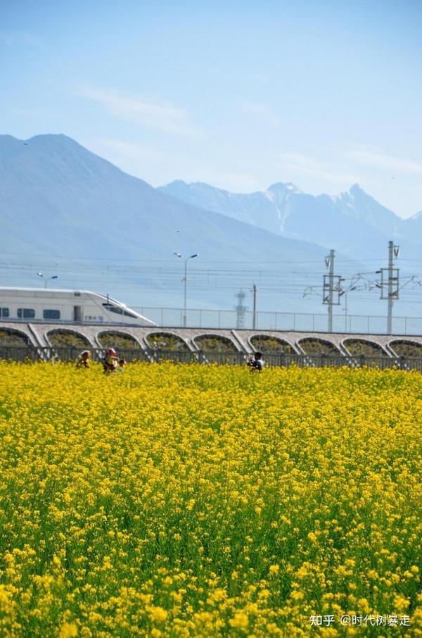门源油菜花 青海不收门票的景点 在火车站就能看 知乎