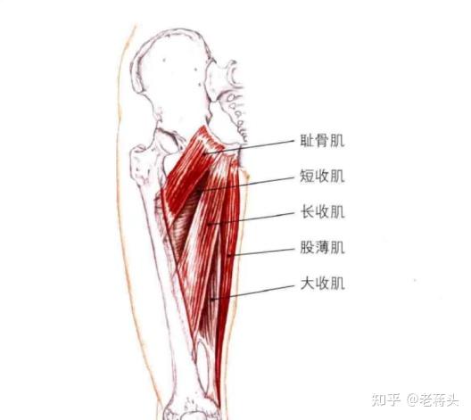 大腿内侧肌群图片