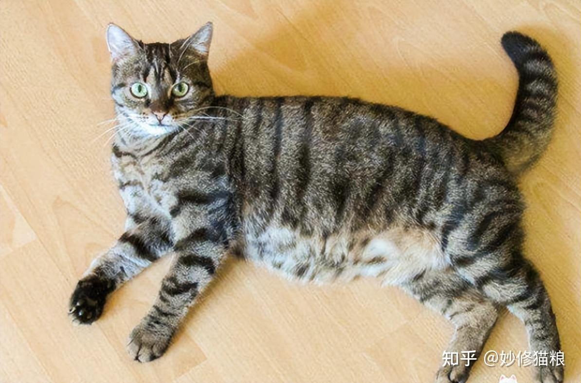 关于猫咪的“性”冷知识,不要感觉害羞,作为宠主要知道 - 知乎
