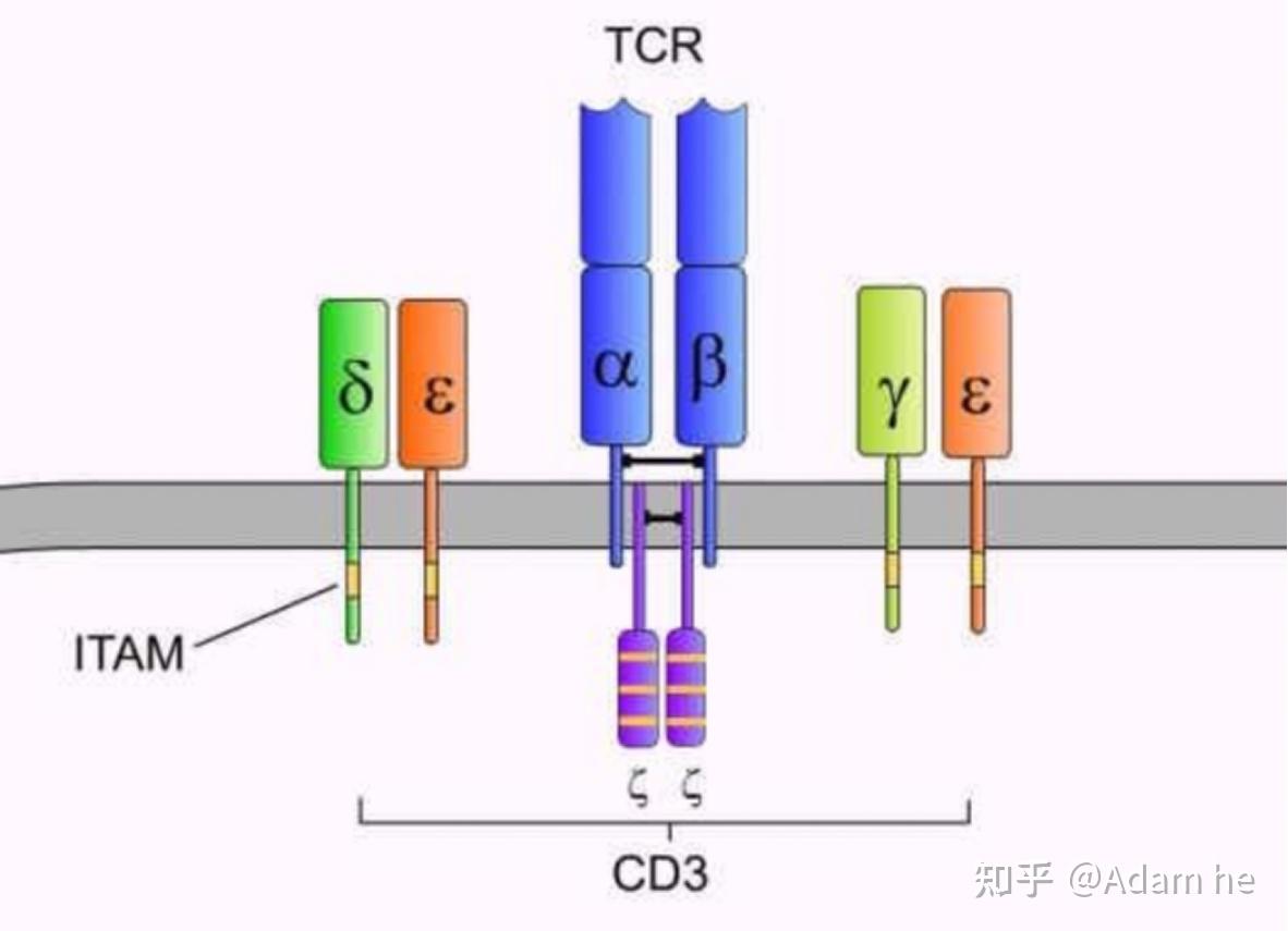 CART与TCRT介绍 - 知乎
