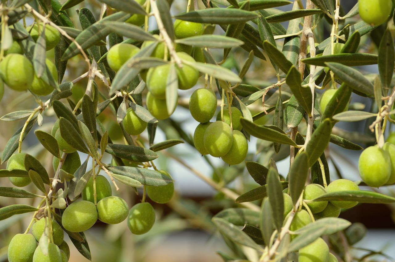 橄榄果的功效与作用 橄榄果有哪些营养价值 - 学堂在线健康网