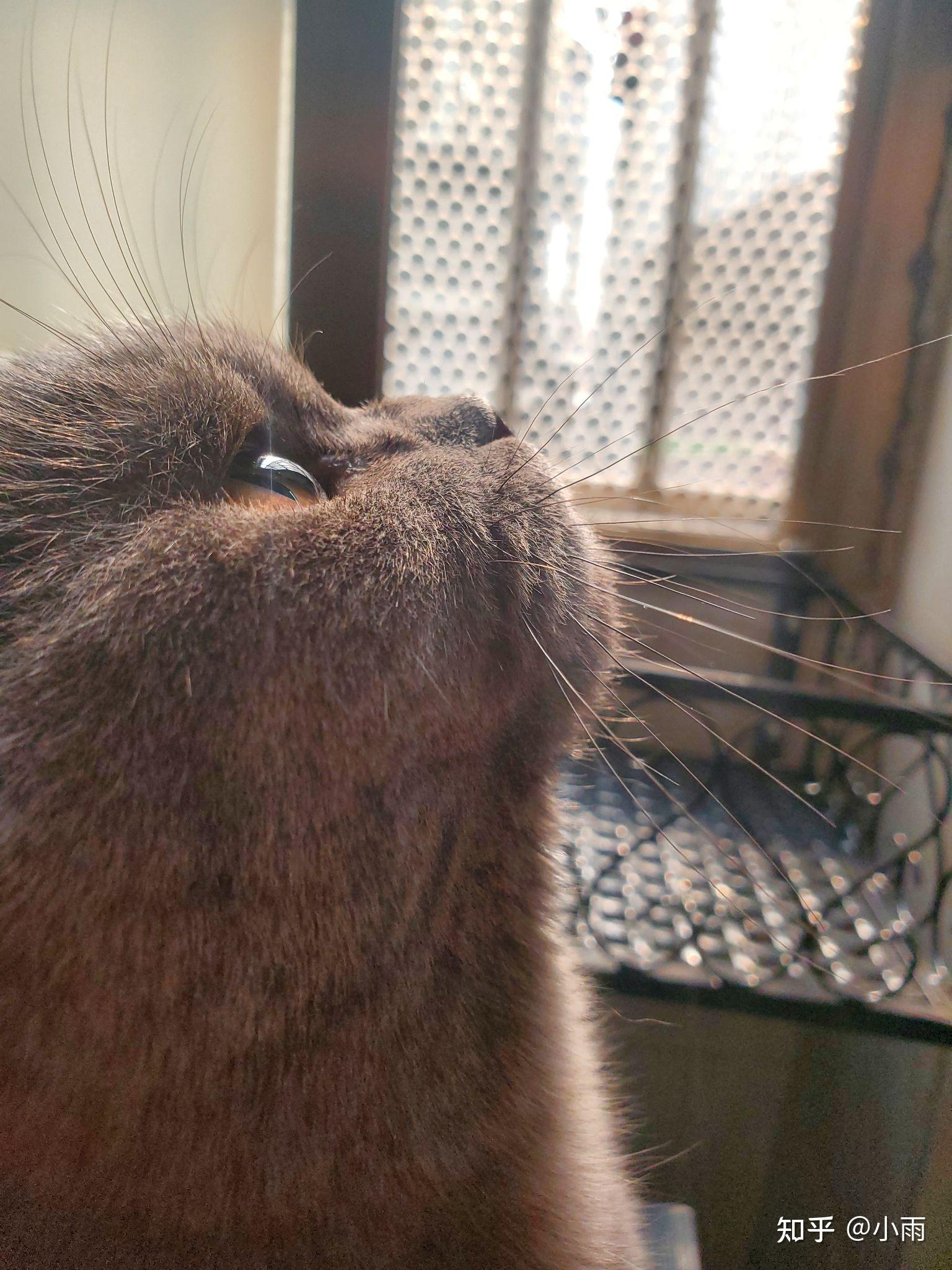 猫咪的侧脸有多可爱