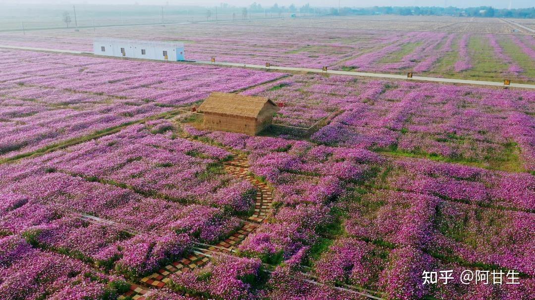 平沙格桑花海图片