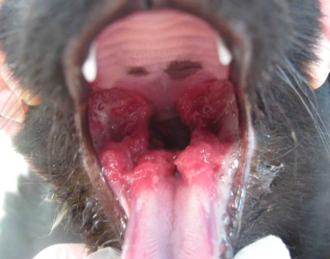 腭舌弓溃疡图片图片