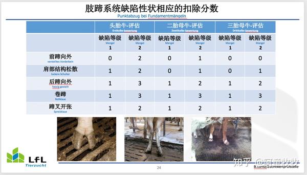 的肢體系統綜合評分結果也會導致公牛(母牛的父親)肢體系統育種值較差