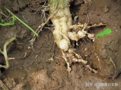 根小子防治西瓜重茬根腐高效抗重茬预防根腐危害