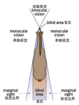 马的视力是多少 v2-880a0e0b77544abecf4cc1aa6ea45bb1_b.jpg