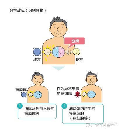 什么是免疫细胞 对人体什么作用 知乎