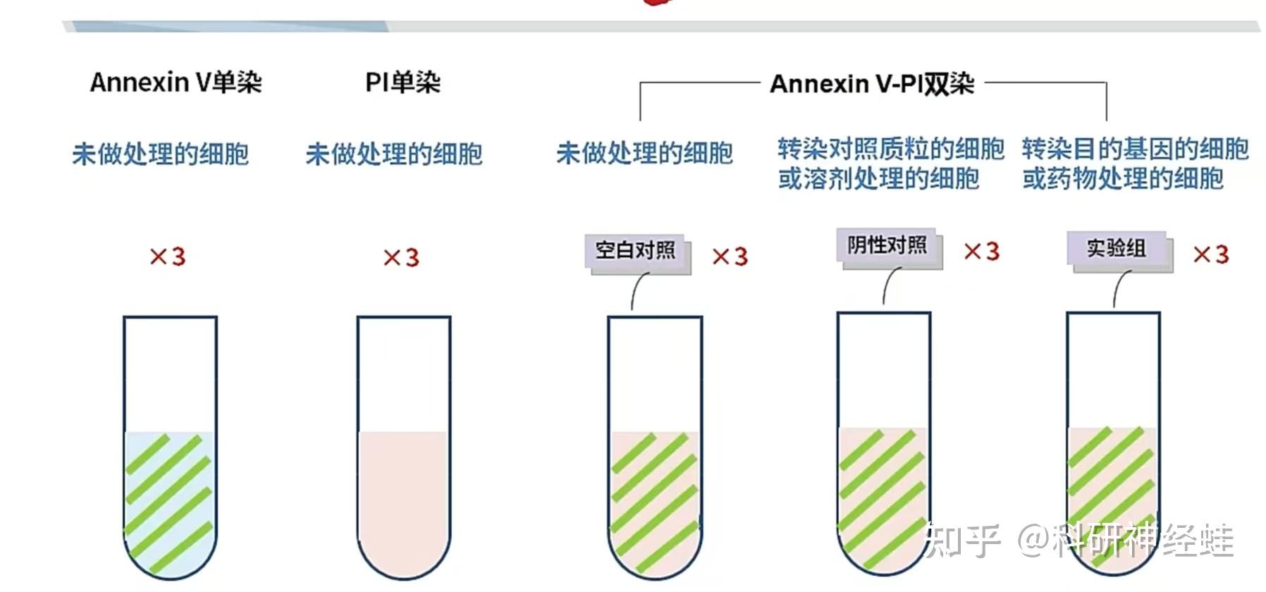 双染色检测细胞凋亡———实验入门全解析 - 知乎