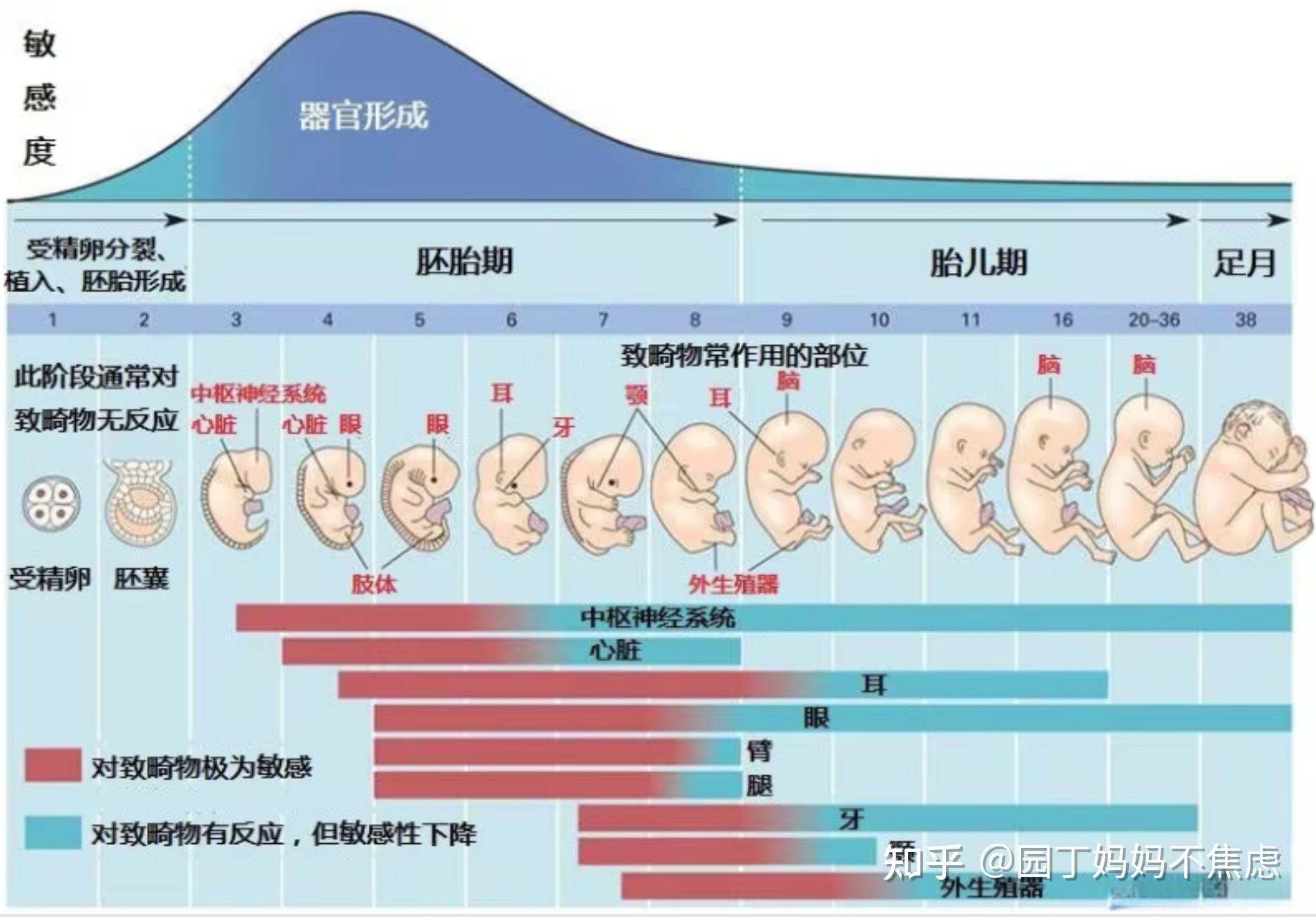 宝宝什么时候容易畸形?熬过它就比较放心了 - 知乎