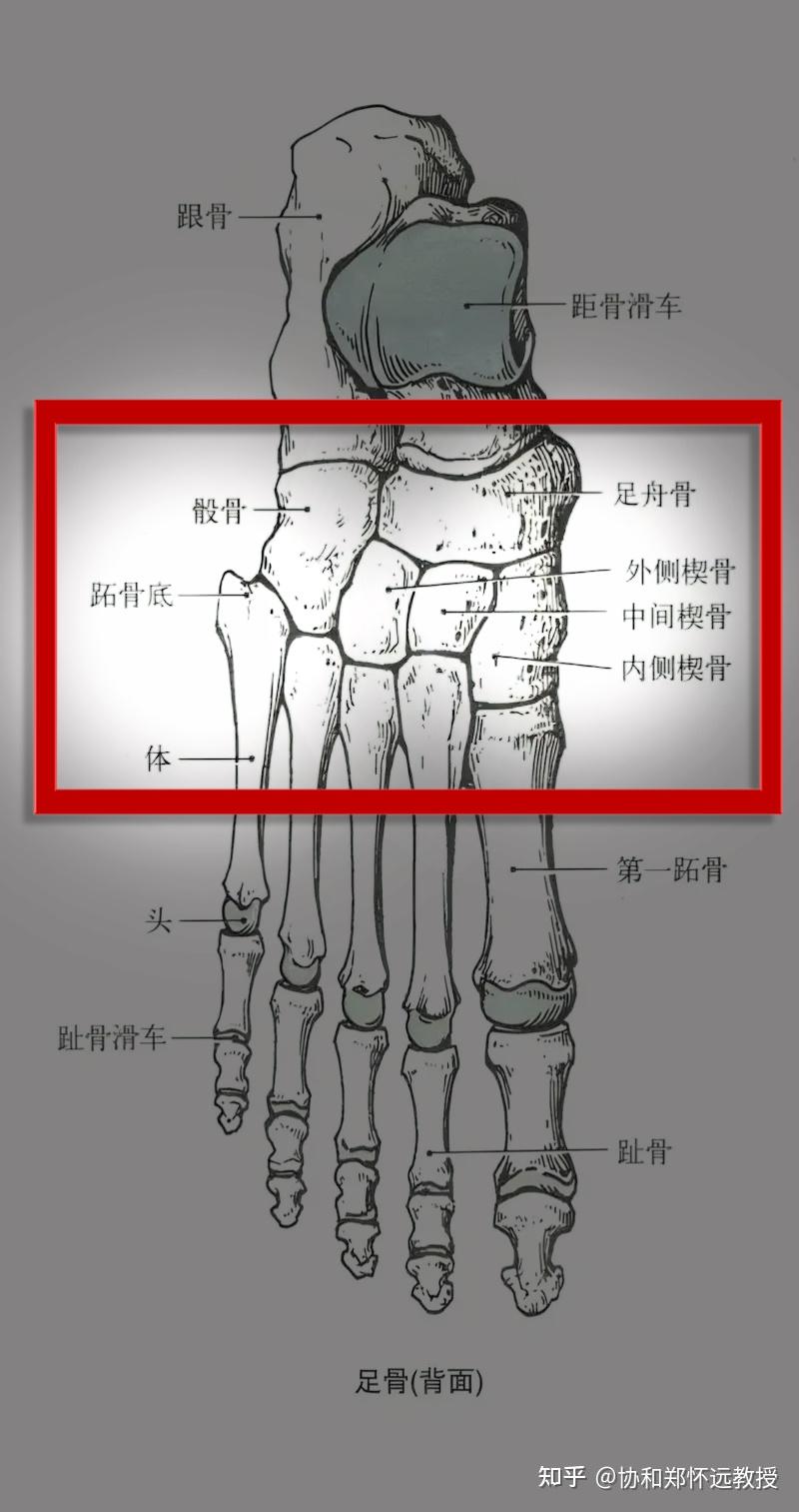 先识足骨，再懂拇外翻：从骨骼结构看懂大脚趾为何越走越歪 - 知乎