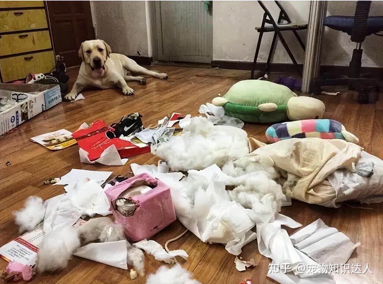 这6种狗狗,被称为“拆家大神”,小心谨慎! - 知乎