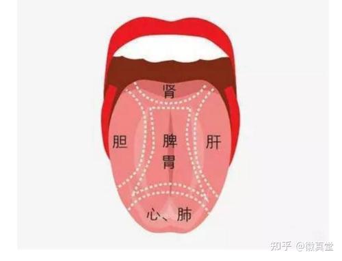 最全舌诊图解!教你6大方法,看舌头懂健康,收藏备用! - 知乎