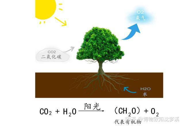利用阳光来获取能量并合成有机物——这个过程就是大名鼎鼎的光合作用