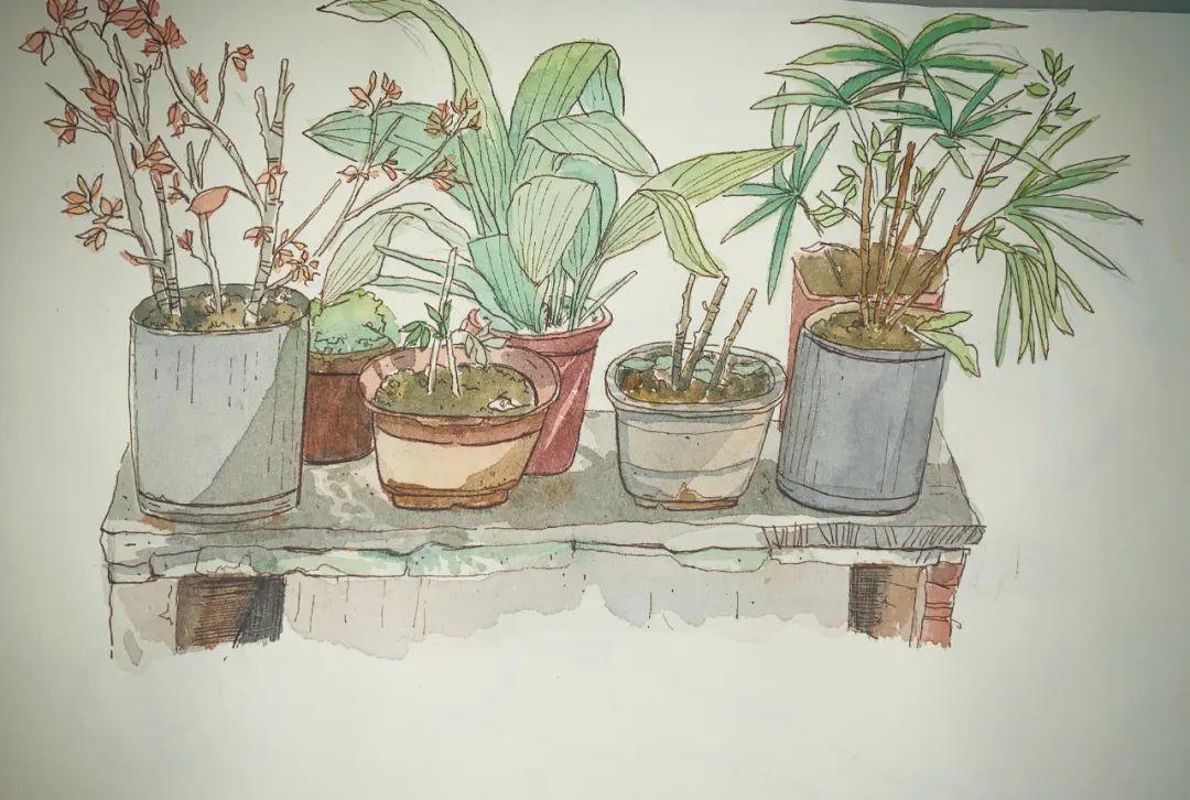 干货 盆栽小植物怎么画 内附水彩绘画技巧 首次福利 知乎 干货 盆栽小植物怎么画 内附水彩绘画技巧 首次福利 知乎