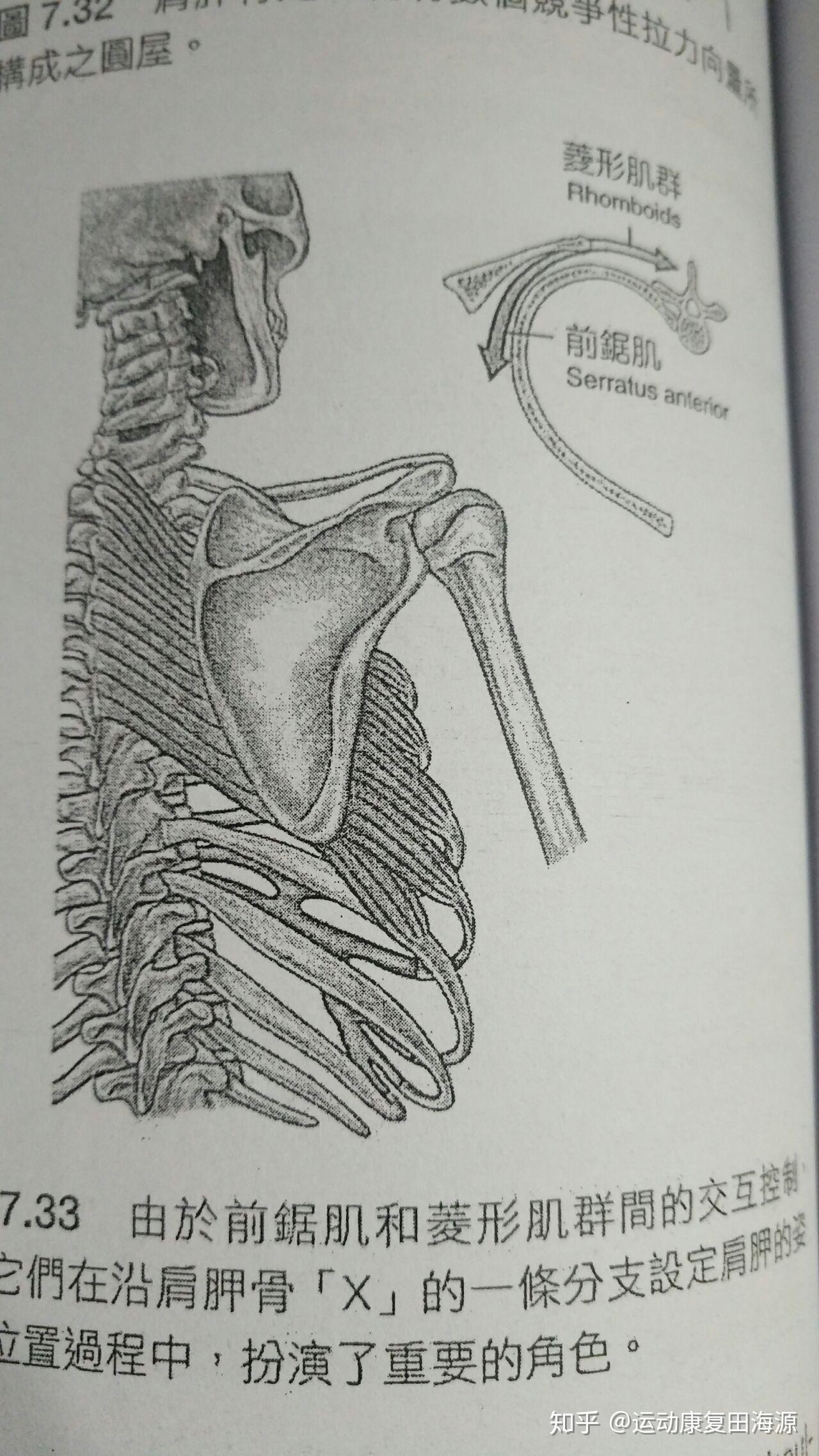 肩胛骨手绘图片图片